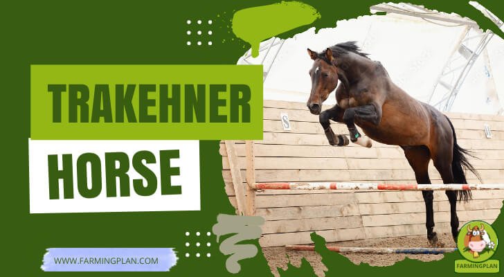 Trakehner Horse