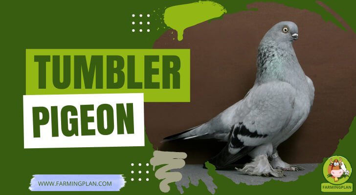 Tumbler Pigeon