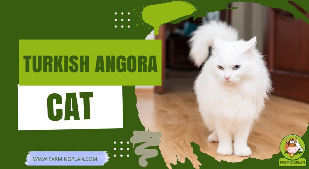 Turkish Angora Cat