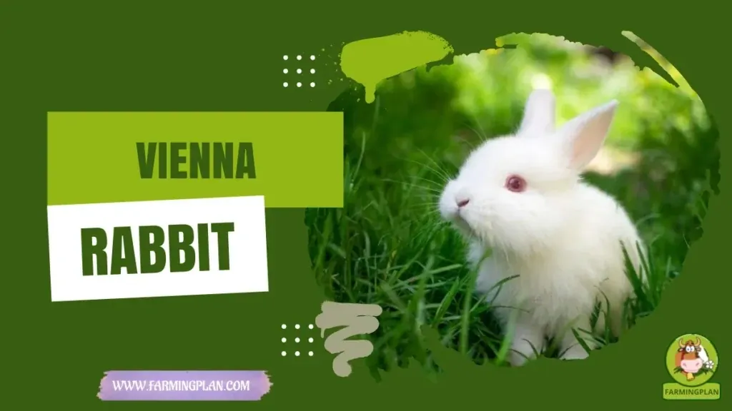 Vienna Rabbit characteristics, agricultural utility and breed care guide