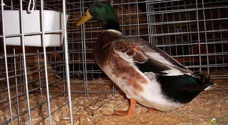 Welsh Harlequin Duck