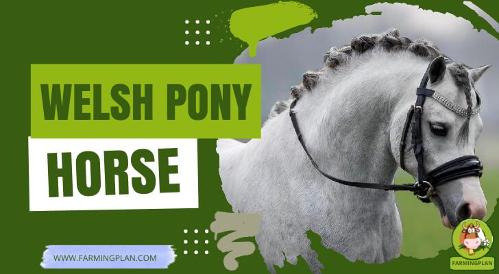 Welsh Pony Horse