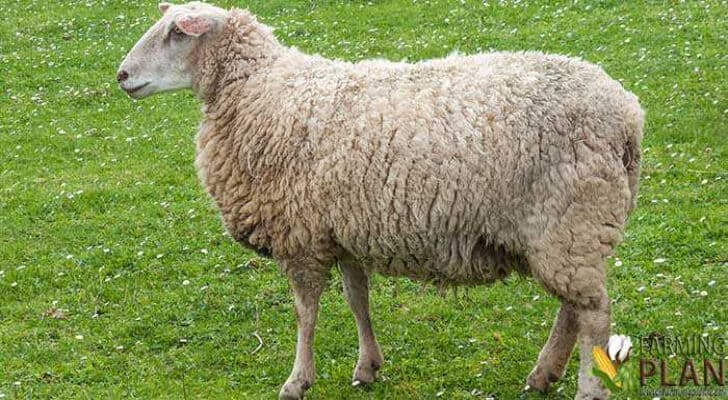 White Polled Heath Sheep