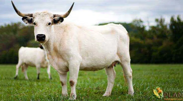 White Park Cattle