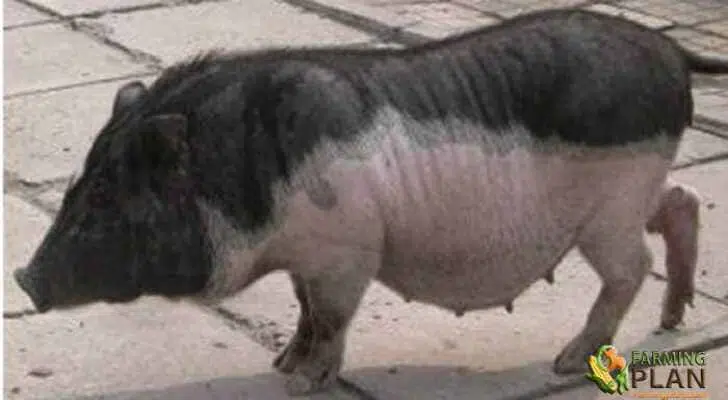 Wuzhishan Pig