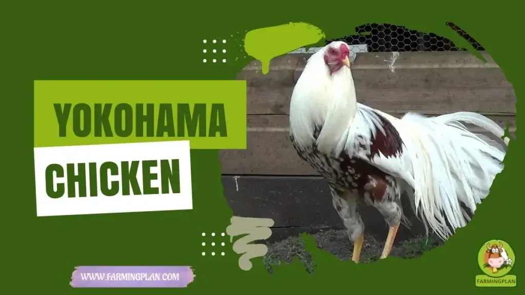 Yokohama Chicken characteristics, agricultural utility and breed care guide