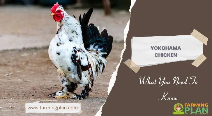 Yokohama Chicken