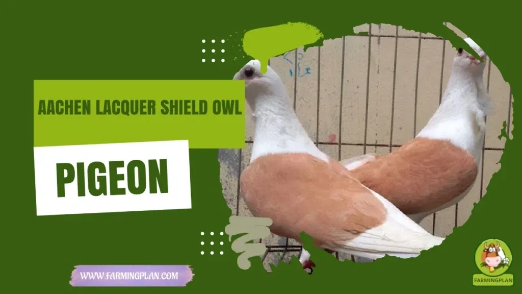 Aachen Lacquer Shield Owl Pigeon characteristics, agricultural utility and breed care guide