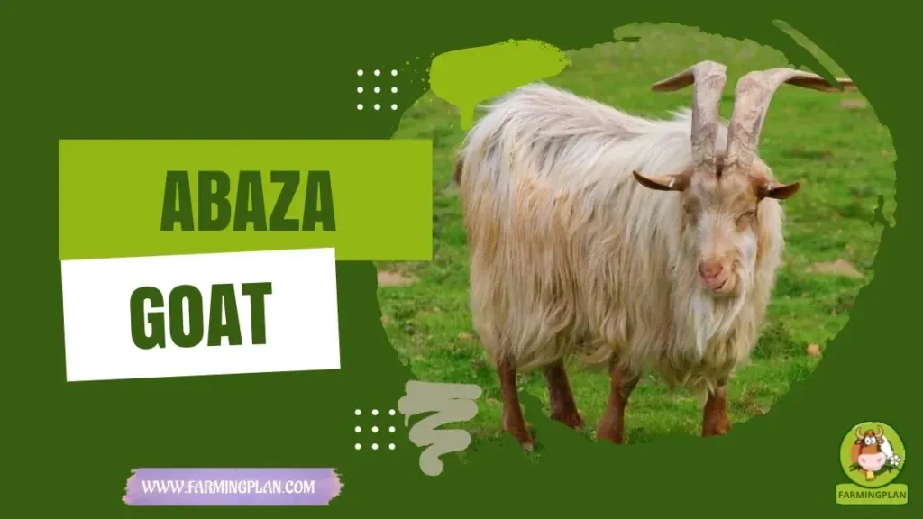 Abaza Goat - Farming & Breed Profile Abaza Goat characteristics, agricultural utility and breed care guide