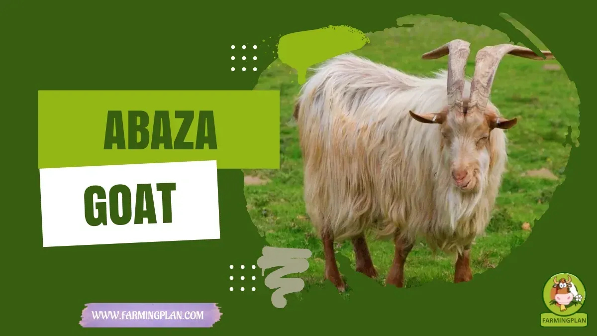 Abaza Goat characteristics, agricultural utility and breed care guide