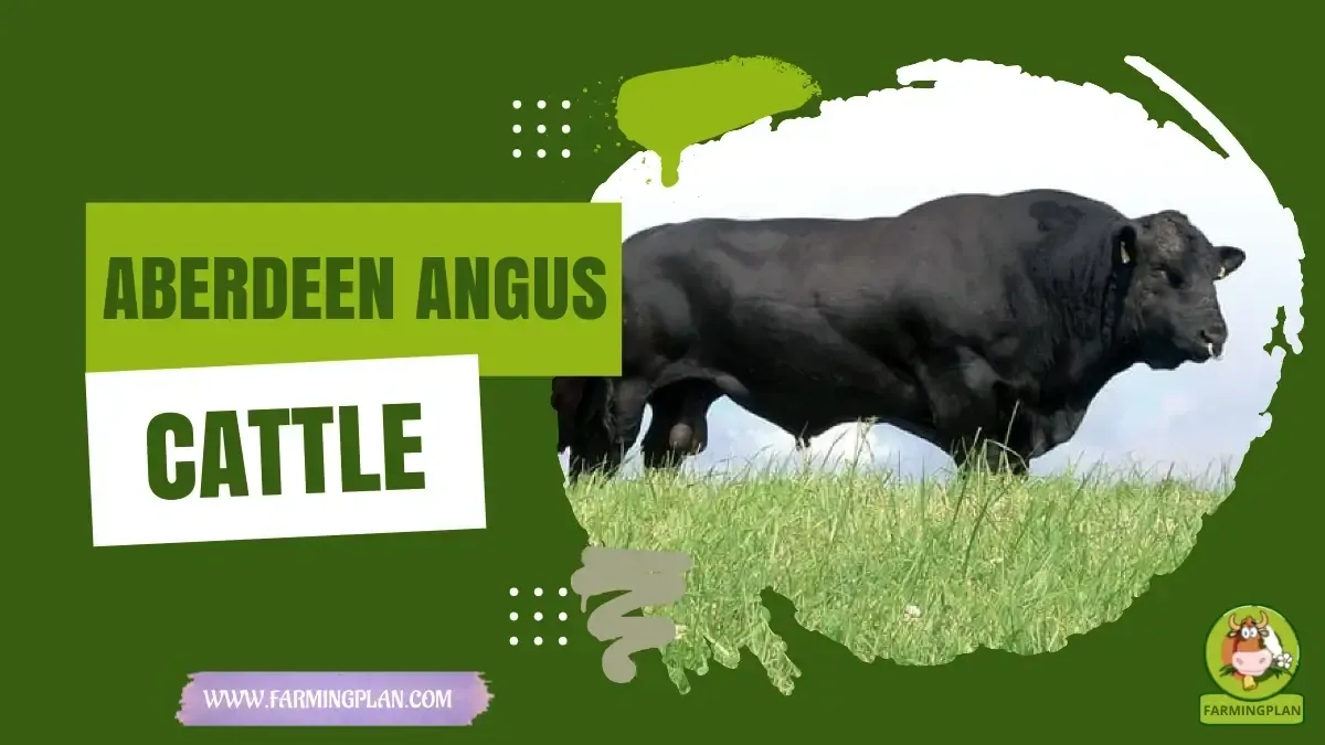 Aberdeen Angus Cattle - Farming & Breed Profile aberdeen angus cattle
