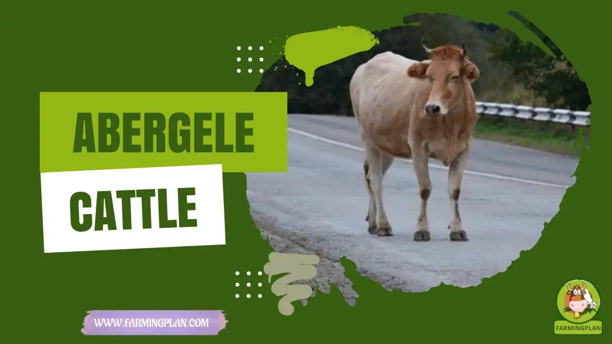 Abergele Cattle - Farming & Breed Profile Abergele Cattle characteristics, agricultural utility and breed care guide