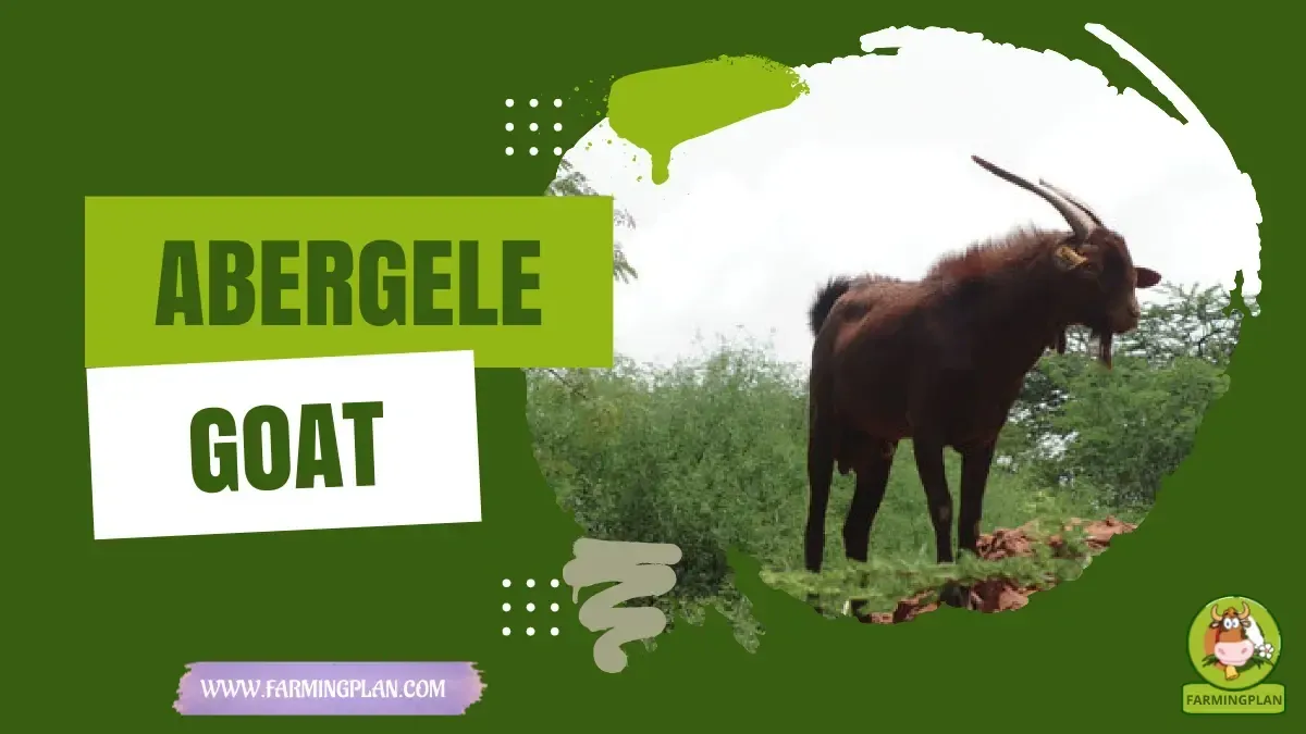 Abergele Goat characteristics, agricultural utility and breed care guide