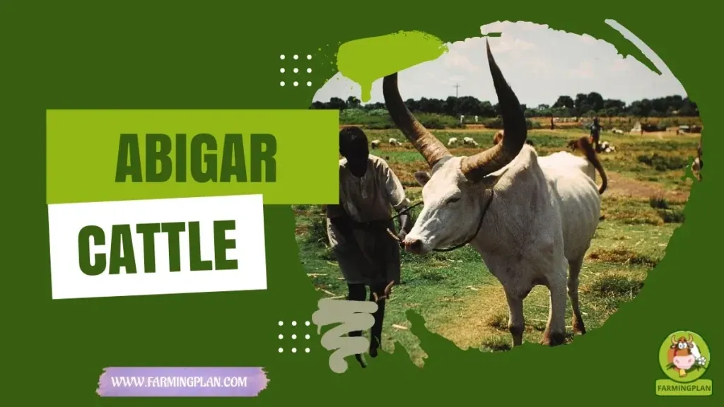 Abigar Cattle characteristics, agricultural utility and breed care guide