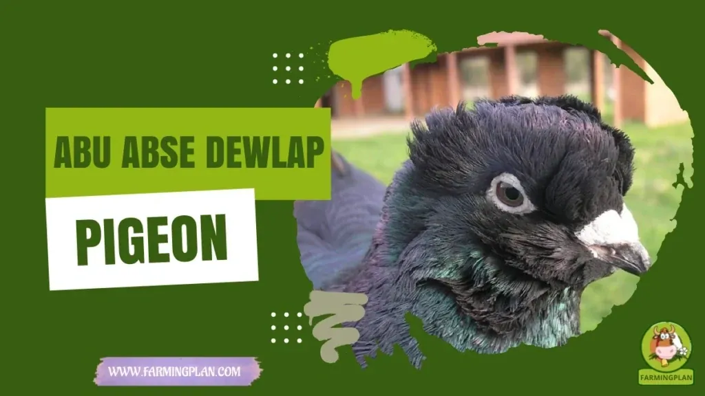 Abu Abse Dewlap Pigeon characteristics, agricultural utility and breed care guide