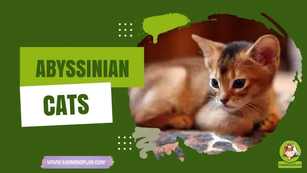 Abyssinian Cats characteristics, agricultural utility and breed care guide