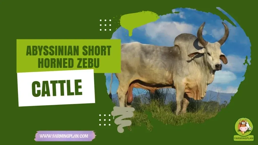 Abyssinian Short Horned Zebu Cattle characteristics, agricultural utility and breed care guide