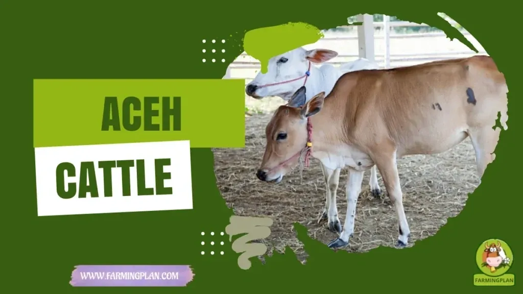 Aceh Cattle characteristics, agricultural utility and breed care guide