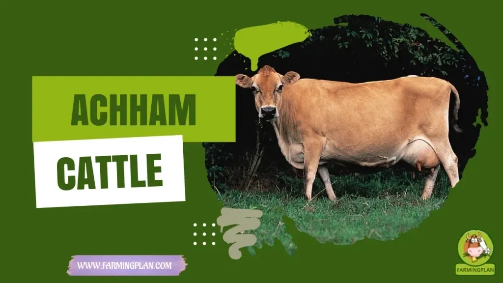 Achham Cattle - Farming & Breed Profile Achham Cattle characteristics, agricultural utility and breed care guide
