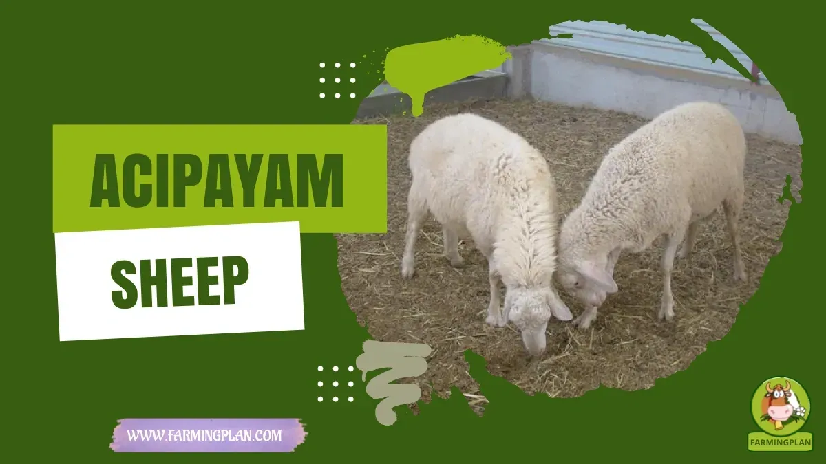 Acpayam Sheep - Farming & Breed Profile Acpayam Sheep characteristics, agricultural utility and breed care guide