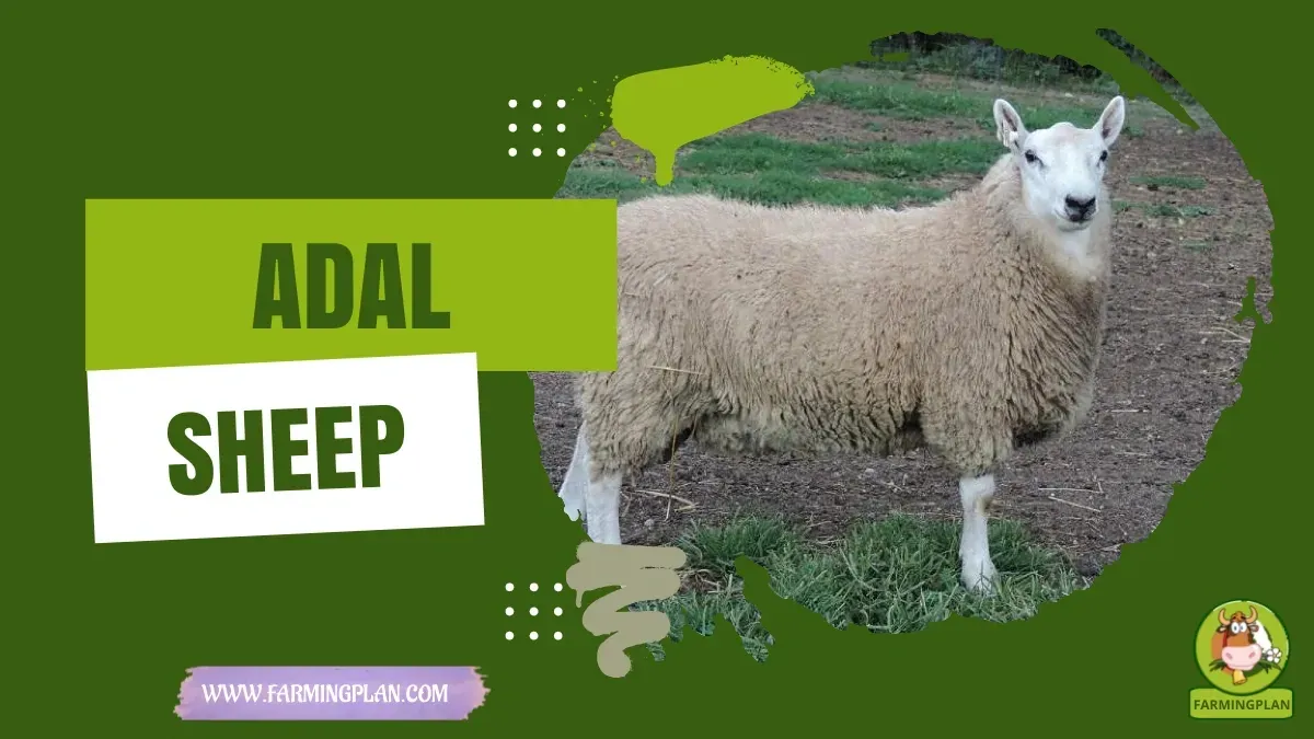 Adal Sheep characteristics, agricultural utility and breed care guide