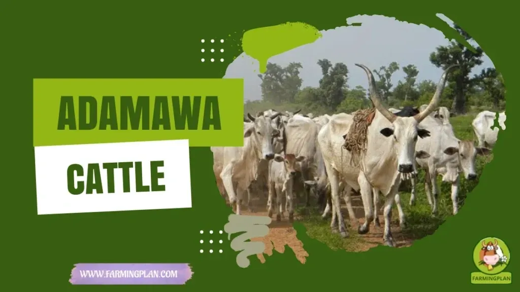 Adamawa cattle - Farming & Breed Profile Adamawa cattle characteristics, agricultural utility and breed care guide