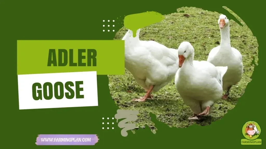 Adler Goose characteristics, agricultural utility and breed care guide