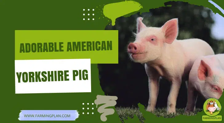 adorable american yorkshire pig