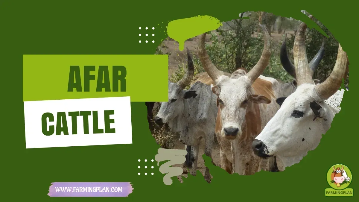Afar Cattle - Farming & Breed Profile Afar Cattle characteristics, agricultural utility and breed care guide
