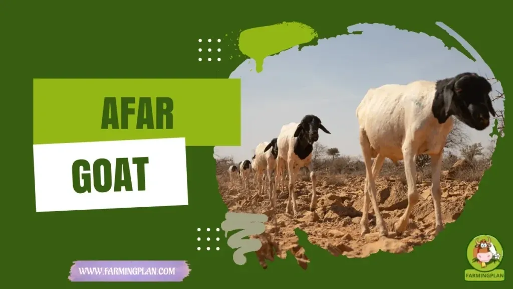 Afar Goat characteristics, agricultural utility and breed care guide