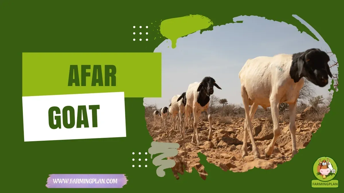 Afar Goat characteristics, agricultural utility and breed care guide