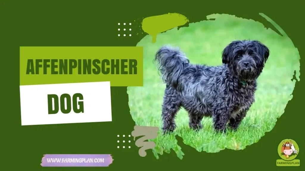 Affenpinscher Dog characteristics, agricultural utility and breed care guide