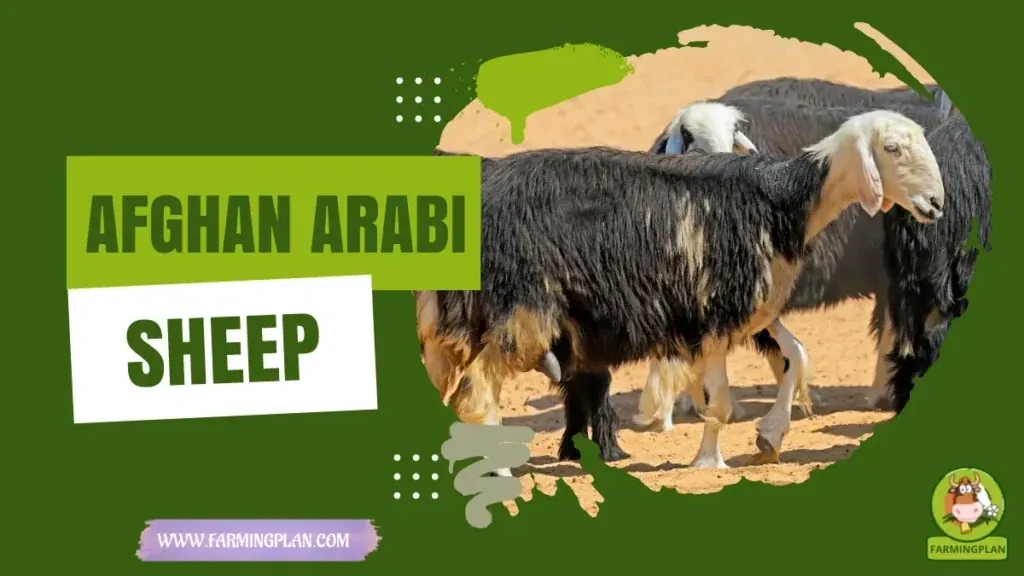 Afghan Arabi Sheep Farming Guide