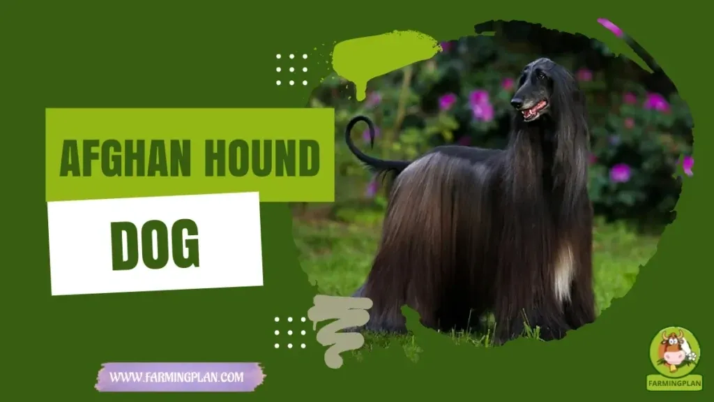 Afghan Hound Dog characteristics, agricultural utility and breed care guide