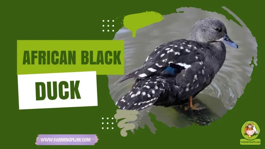 African Black Duck - Farming & Breed Profile African Black Duck characteristics, agricultural utility and breed care guide
