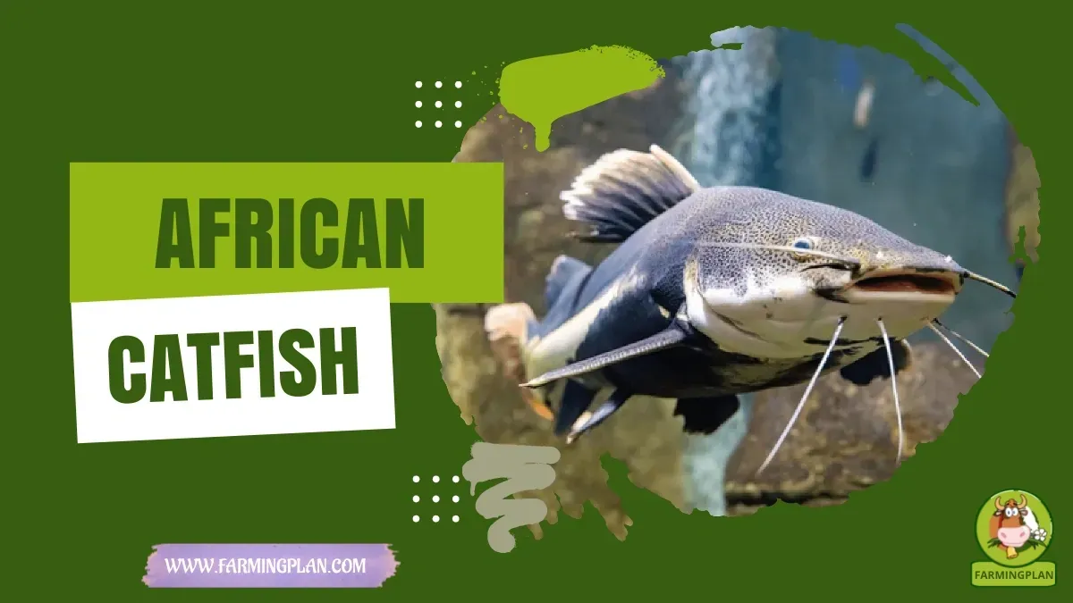 African Catfish characteristics, agricultural utility and breed care guide
