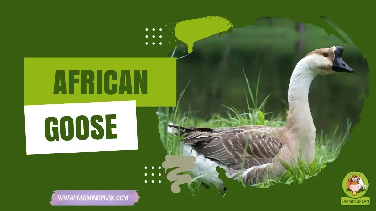 African Goose - Farming & Breed Profile African Goose characteristics, agricultural utility and breed care guide