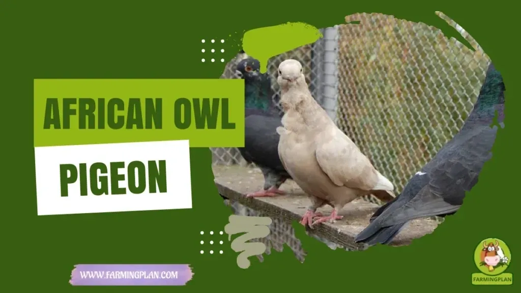 African Owl Pigeon characteristics, agricultural utility and breed care guide