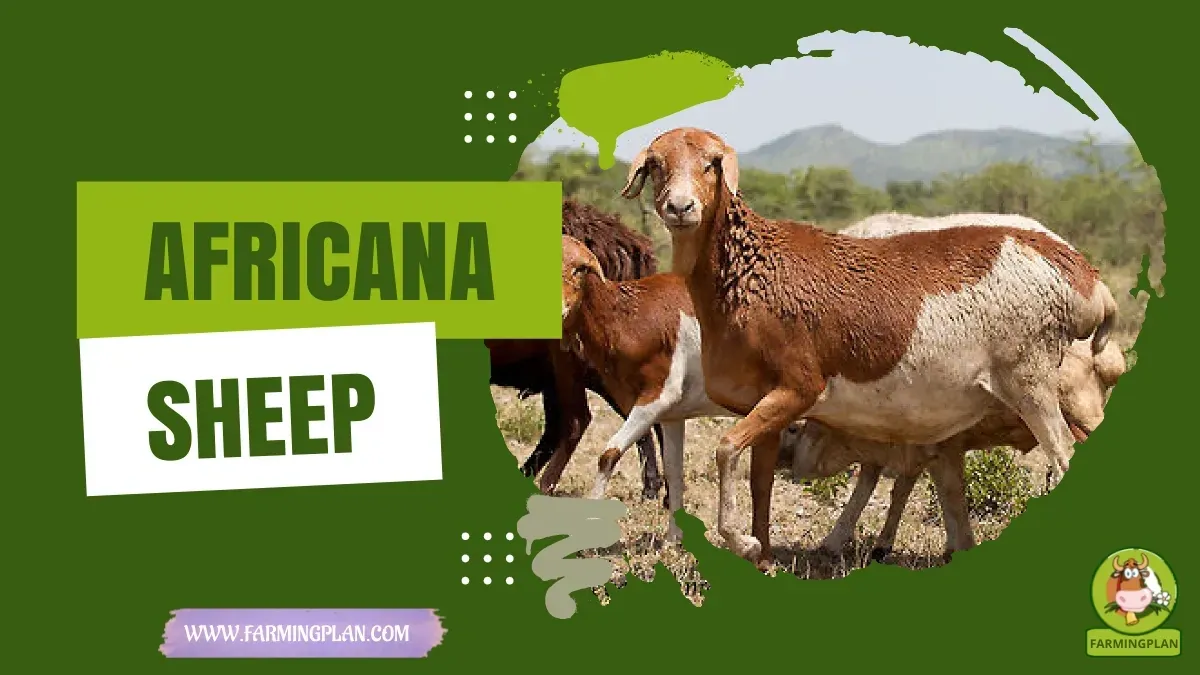 Africana Sheep characteristics, agricultural utility and breed care guide