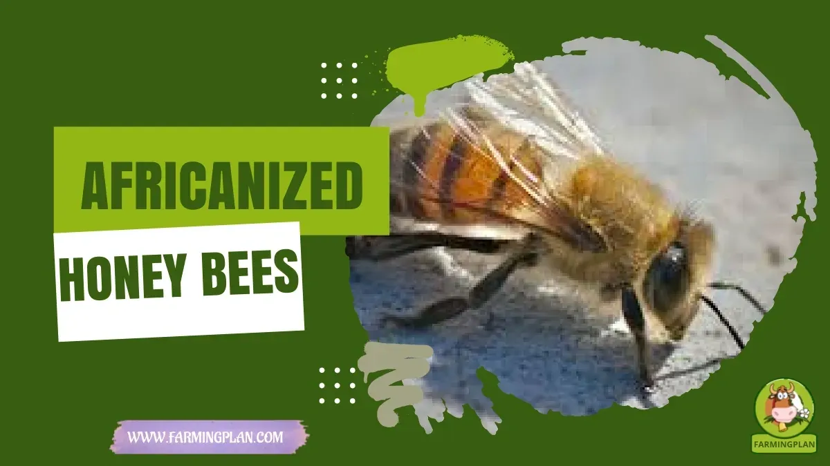 Africanized Honey Bees - Farming & Breed Profile africanized honey bees