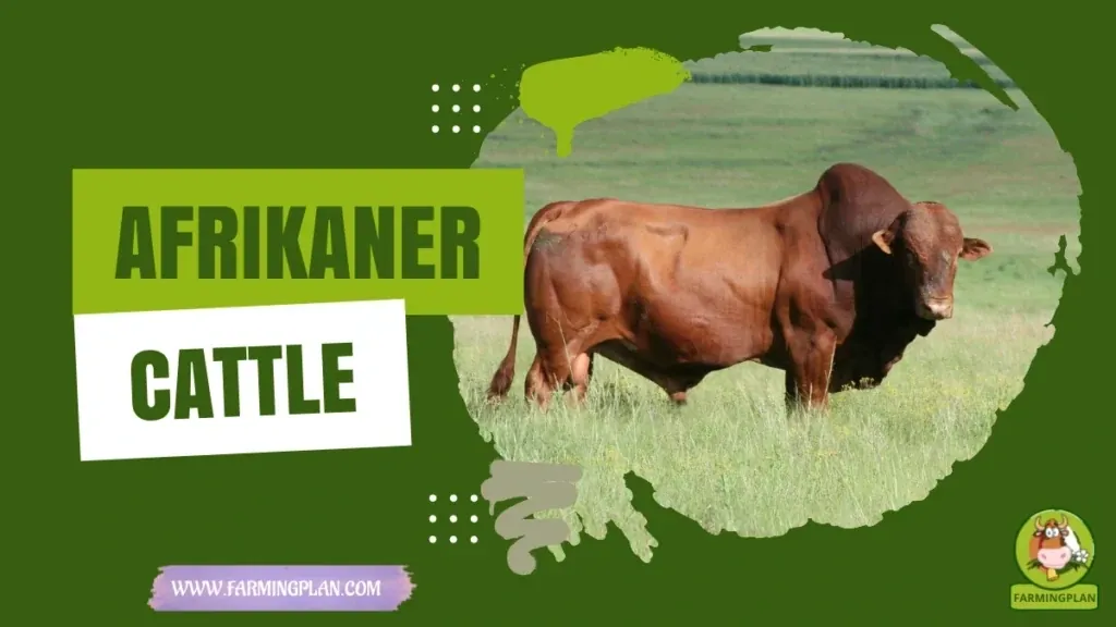 Afrikaner Cattle characteristics, agricultural utility and breed care guide