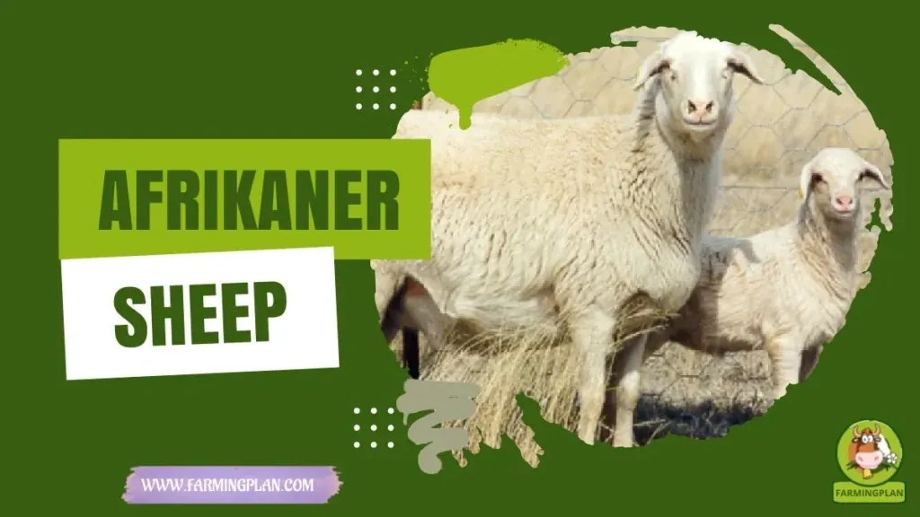 Afrikaner Sheep characteristics, agricultural utility and breed care guide