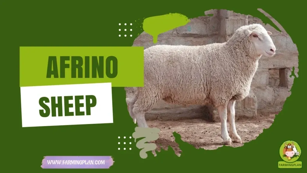 Afrino Sheep characteristics, agricultural utility and breed care guide
