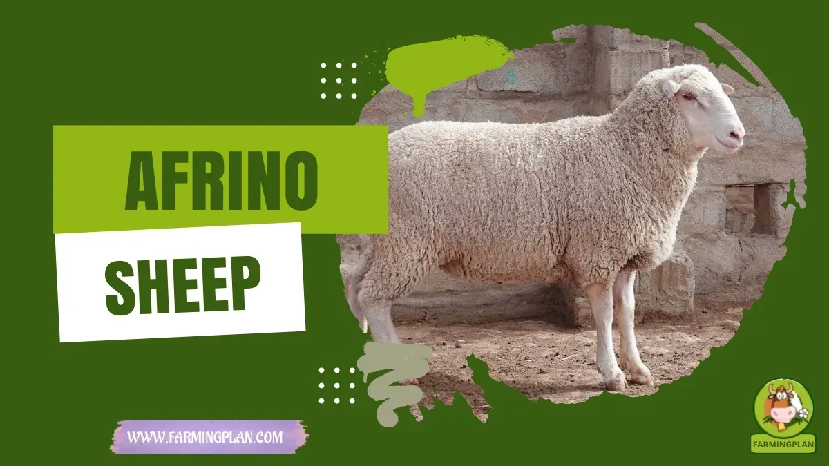 Afrino Sheep - Farming & Breed Profile Afrino Sheep characteristics, agricultural utility and breed care guide