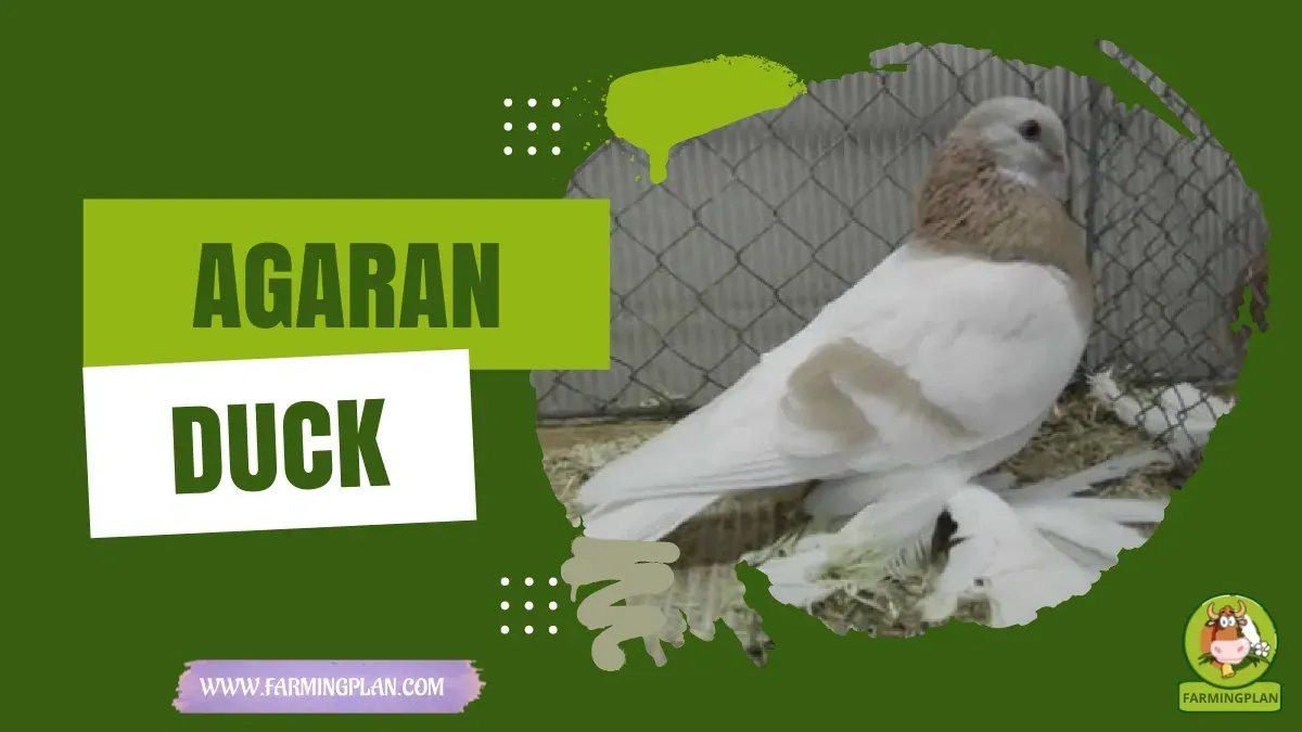 Agaran Pigeon Care - Farming & Breed Profile Agaran Pigeon Care characteristics, agricultural utility and breed care guide