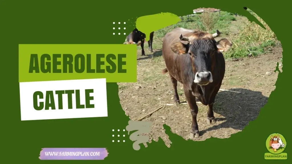 Agerolese Cattle characteristics, agricultural utility and breed care guide