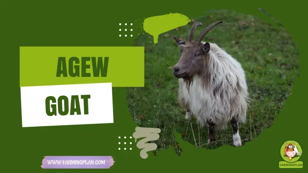 Agew Goat characteristics, agricultural utility and breed care guide