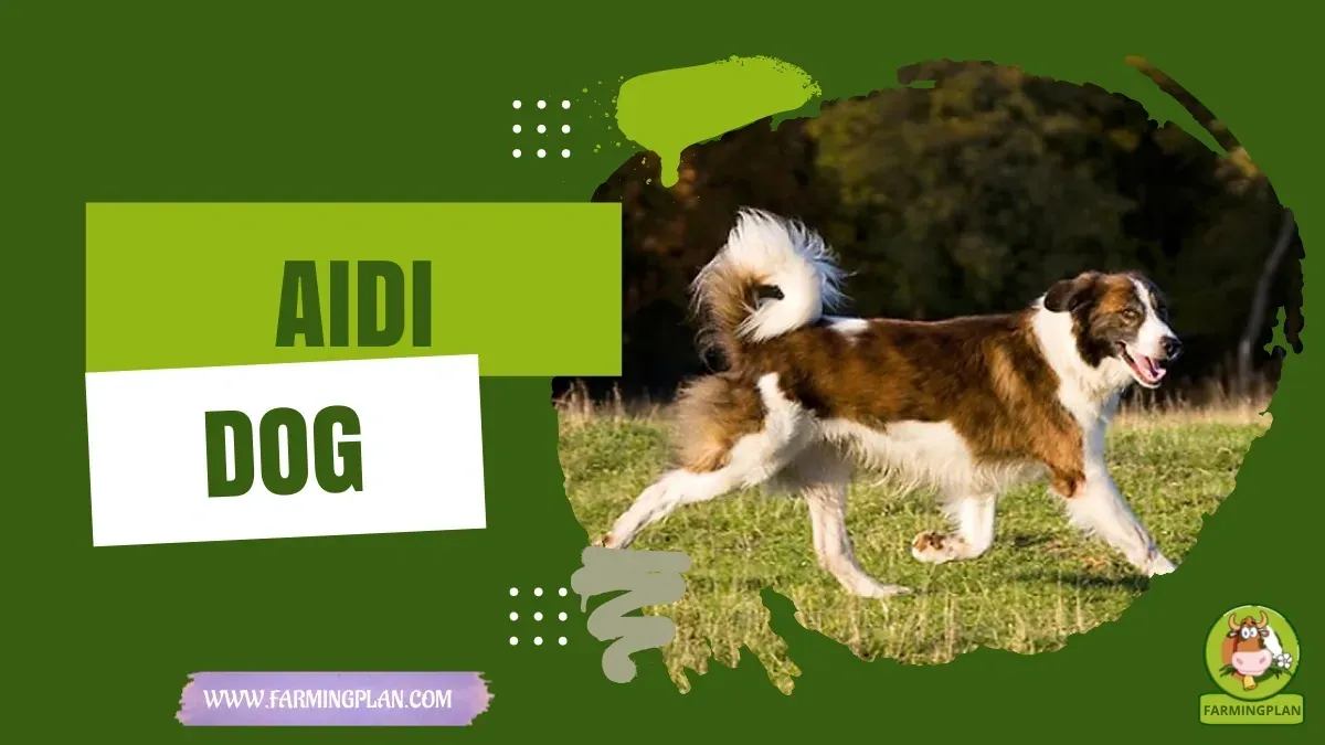 Aidi Dog - Farming & Breed Profile Aidi Dog characteristics, agricultural utility and breed care guide