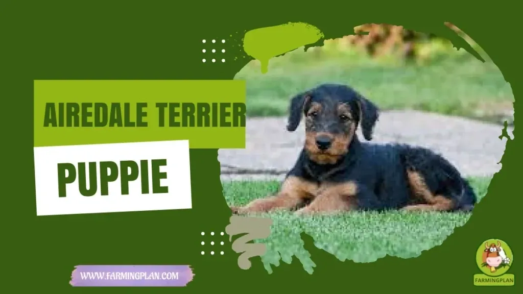 Airedale Terrier Puppie characteristics, agricultural utility and breed care guide