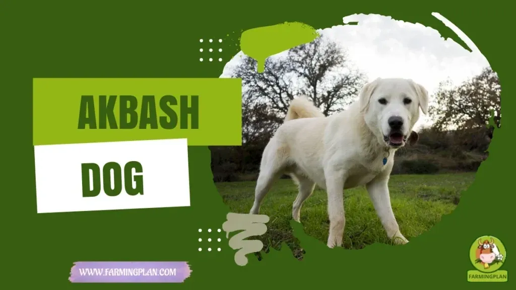 Akbash Dog characteristics, agricultural utility and breed care guide